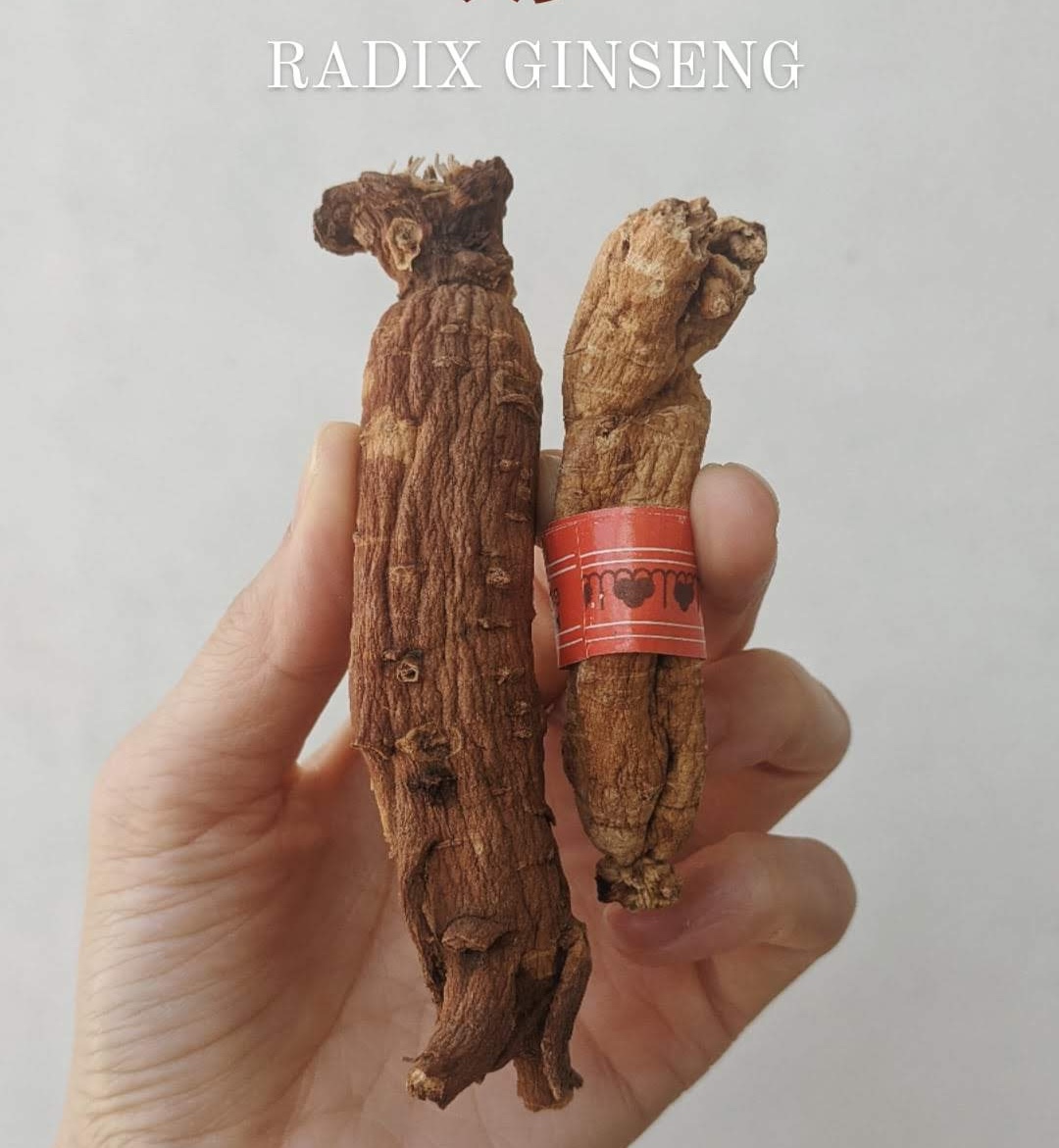Radix ginseng